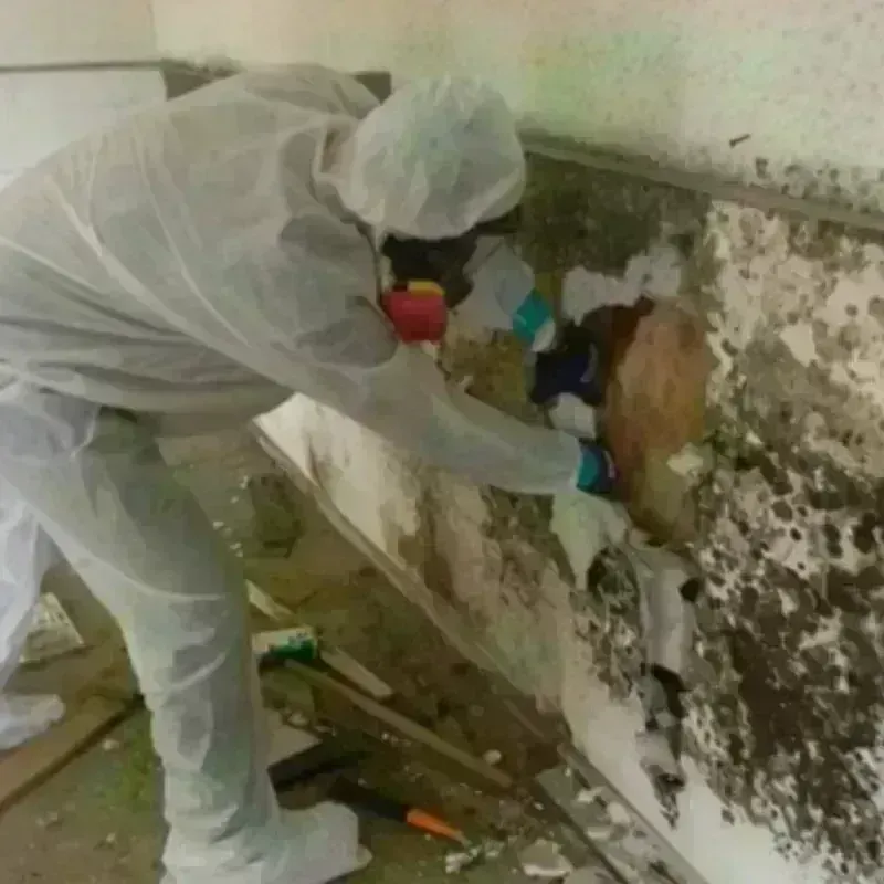 Mold Remediation and Removal in Garden City, SC